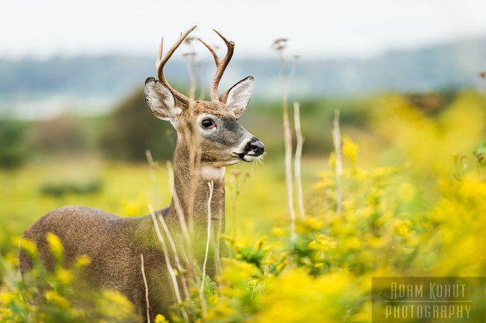 Adam Kohut Photography